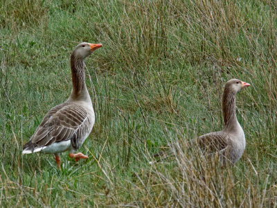 Greylag Geese upstaging the swans