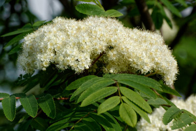 Mountain ash blossom