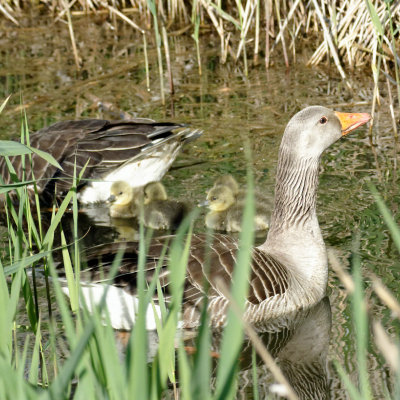 Greylag geese with goslings