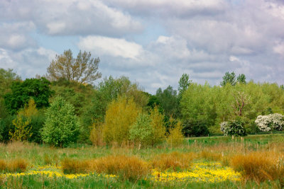 Mill River - late spring