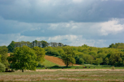 grazing their way along the water meadows