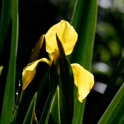 Yellow flag iris