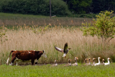 Bullocks and geese