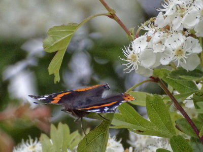 Red Admiral