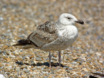 young herring gull posing