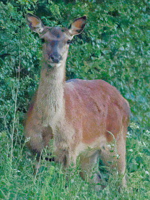 Red deer