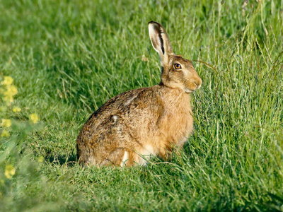 hare with an ear to the ground
