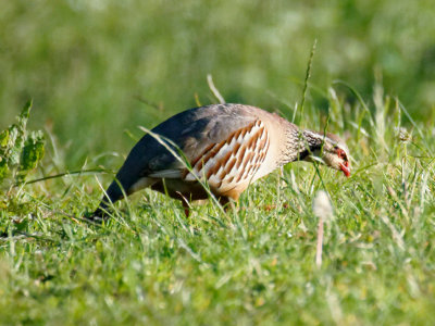 red-legged partridge