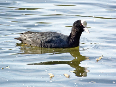 Coot at Watermead park