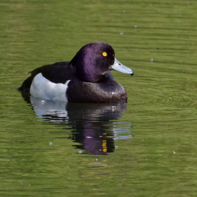 Mr Tufted Duck