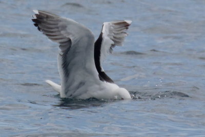 Greater Black-backed Gull - fishing 1