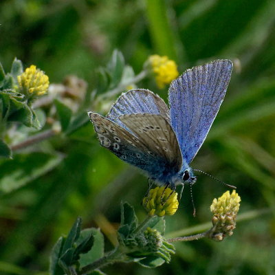 Large Blue (Maculinea arion)