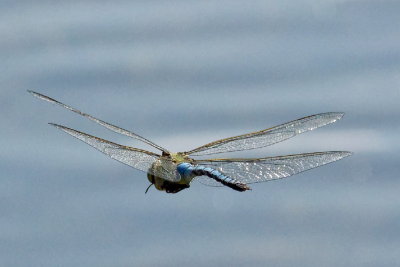 dragonfly wings