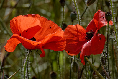 poppies and friends