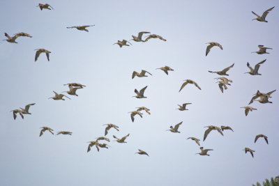 a skyful of curlews