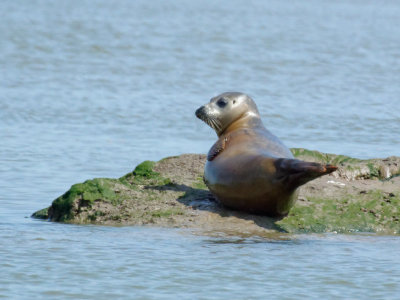 same seal after a swim