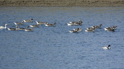 Greylag Goosepast