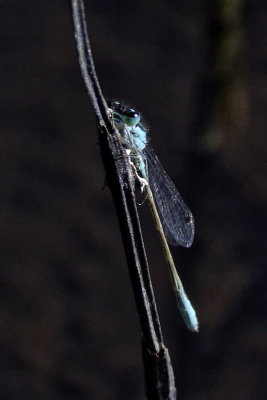 chasing very small darters - Blue-tailed Damselfly Ischnura elegans