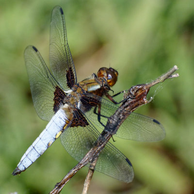 Broad Bodied Chaser - Libellula depressa