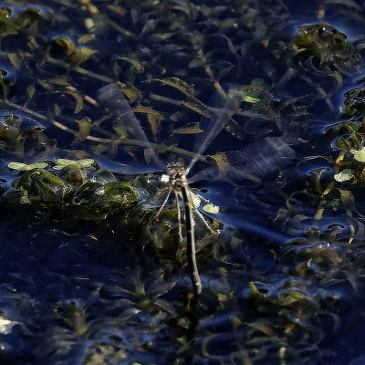Blue-tailed Damselfly on the hop