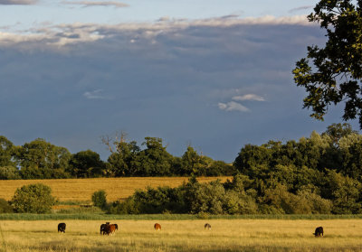 evening walk by Kirton Creek