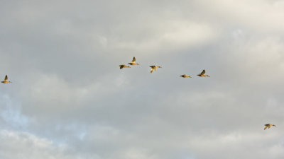 a flight of mallards