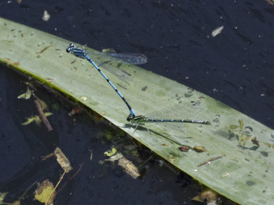 Azure Damselfly - Coenagrion Puella