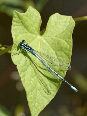 Azure Damselfly - Coenagrion Puella