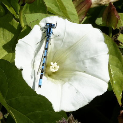 Azure damselfly in convolvulous