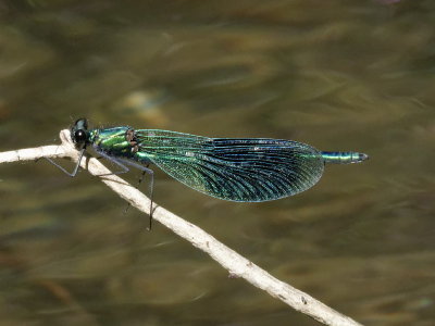 Banded Demoiselle - Calopteryx Splendens