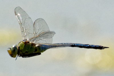 Emperor Dragonfly - Anax Imperator