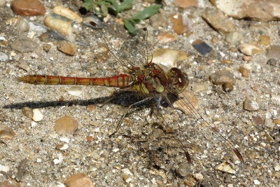 Common Darter - Sympetrum striolatum