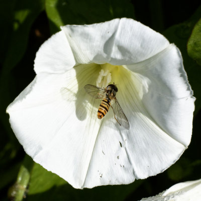 Hover-fly - also using Convolvulus to pose in