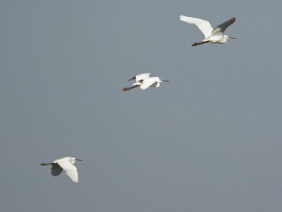 flight of the Egrets