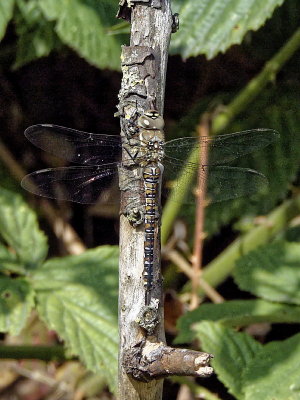 Migrant Hawker (Aeshna mixta)