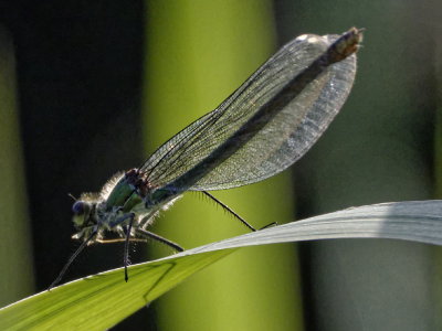 Bluetailed Damselfly	Ischnura elegans