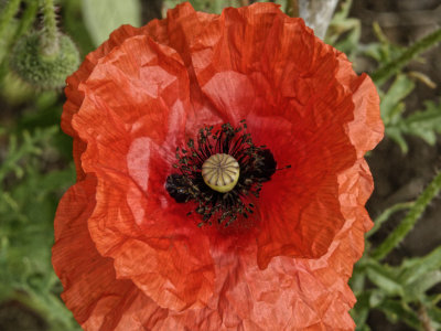 poppy