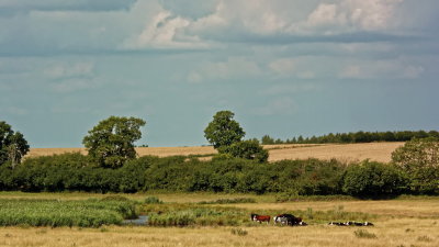 water meadows, late summer