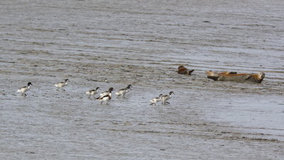 Mrs Shelduck, family and friends