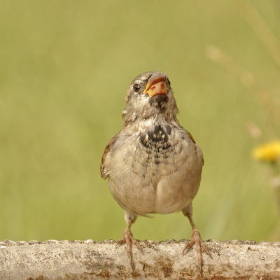 Sparrow drinking