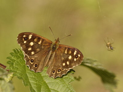 Speckled Wood