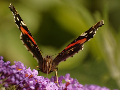 Red Admiral