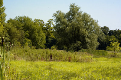 Mill river water meadows - high summer