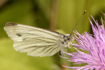 Messing about with macro 5