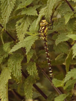 Southern Hawker - Aeshna Cyanea