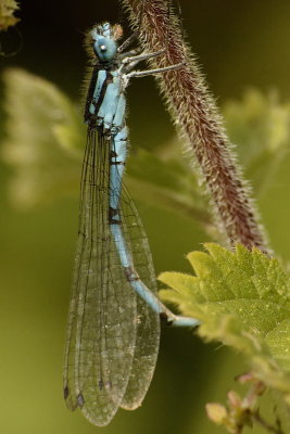 Azure Damselfly - Coenagrion Puella