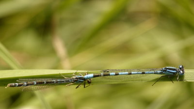 Azure Damselflies - Coenagrion Puella