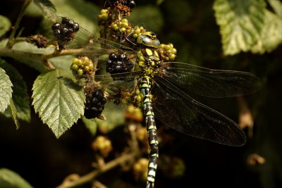 Southern Hawker f