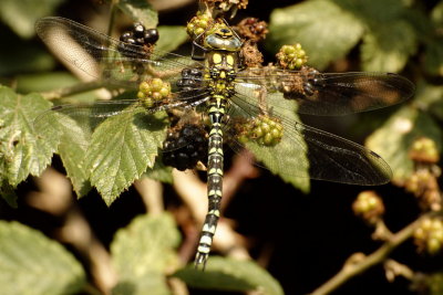 Southern Hawker f