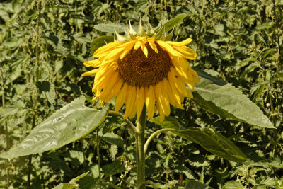 maybe the largest flower in Hemley